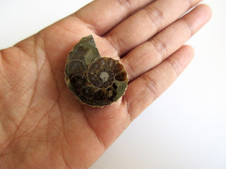 1 Piece 30mm Ammonite Fossil Focal Pendant Gemstone GFJ
